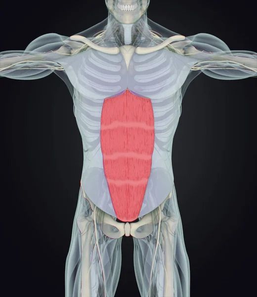 Modelo de anatomía del recto abdominal humano —  Fotos de Stock