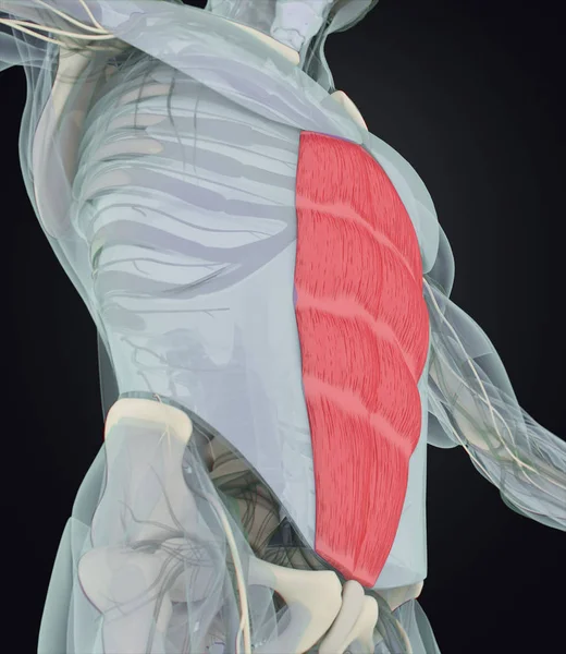 Modelo de anatomía del recto abdominal humano — Foto de Stock