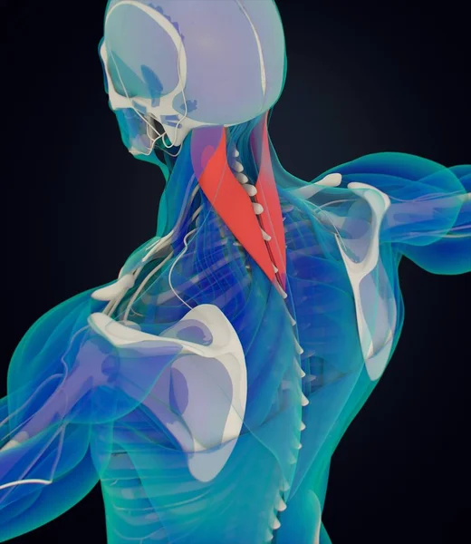 Lidské anatomie model Splenius Capitis — Stock fotografie