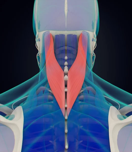 Modèle d'anatomie humaine Splenius Capitis — Photo