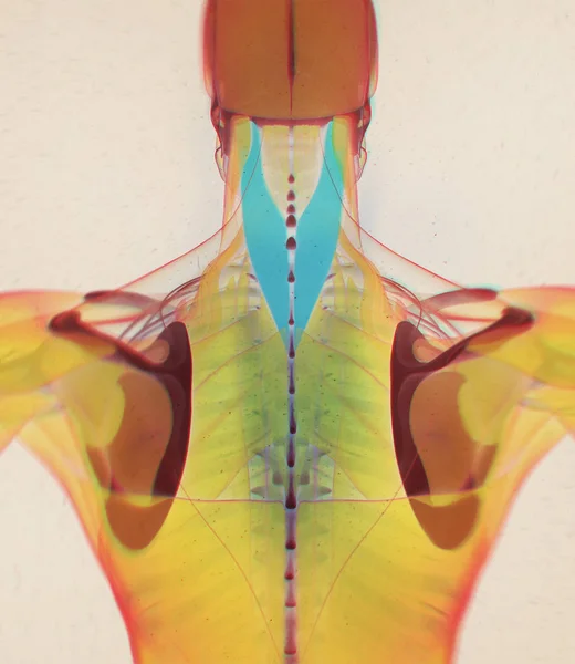 Modello anatomico umano di Splenius Capitis — Foto Stock
