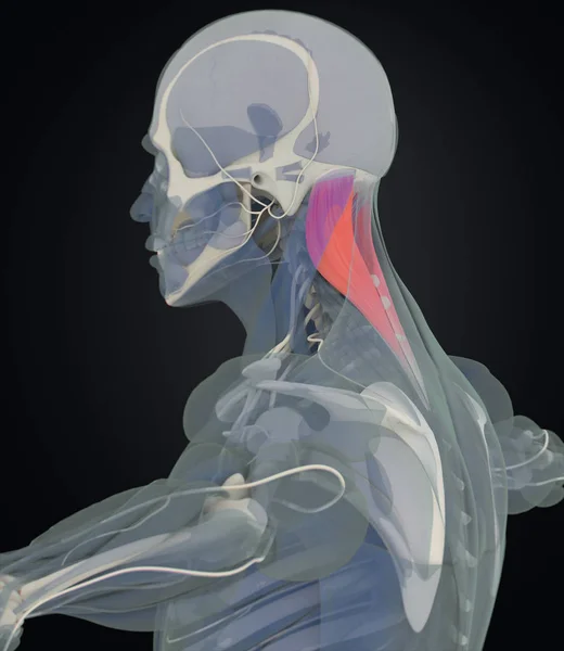 人間の胸骨頭解剖モデル — ストック写真