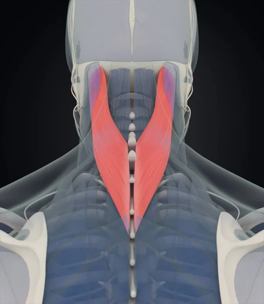 Modelo de anatomía de la Capitis Espléndida humana —  Fotos de Stock