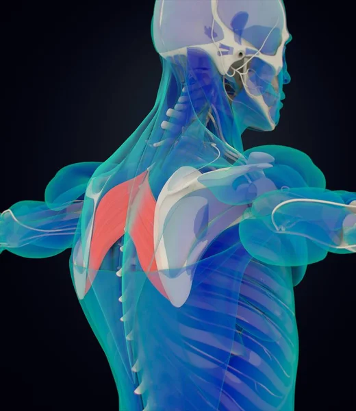 Modello anatomico dei muscoli principali romboidi — Foto Stock