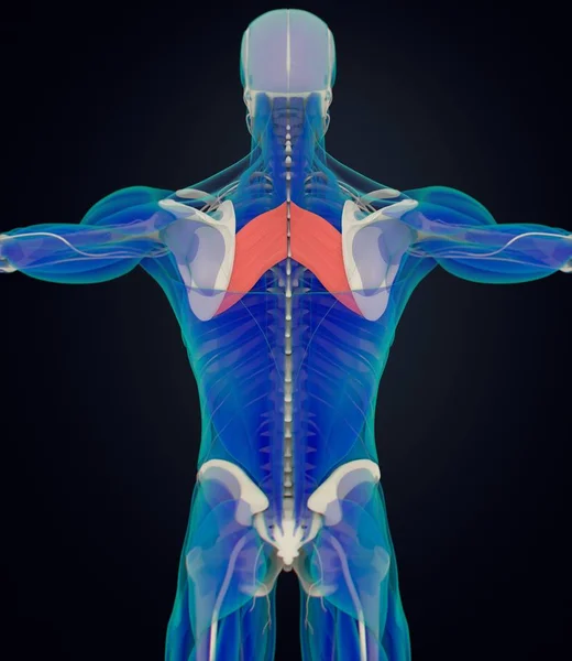 菱形の主要な筋肉解剖モデル — ストック写真