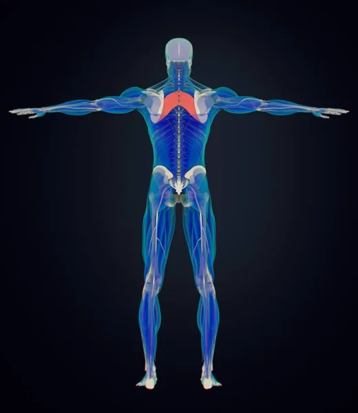 菱形的主要肌肉解剖模型 — 图库照片