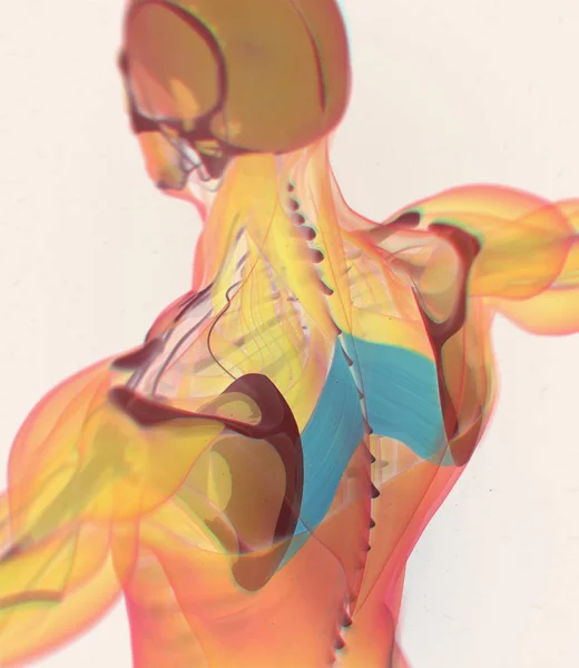 Modelo de anatomia dos músculos principais romboides — Fotografia de Stock