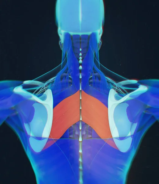 Modello anatomico dei muscoli principali romboidi — Foto Stock