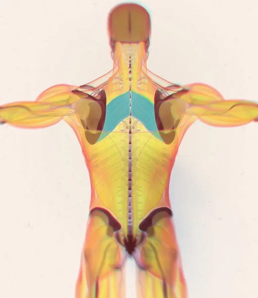 Modèle d'anatomie des muscles principaux rhomboïdes — Photo