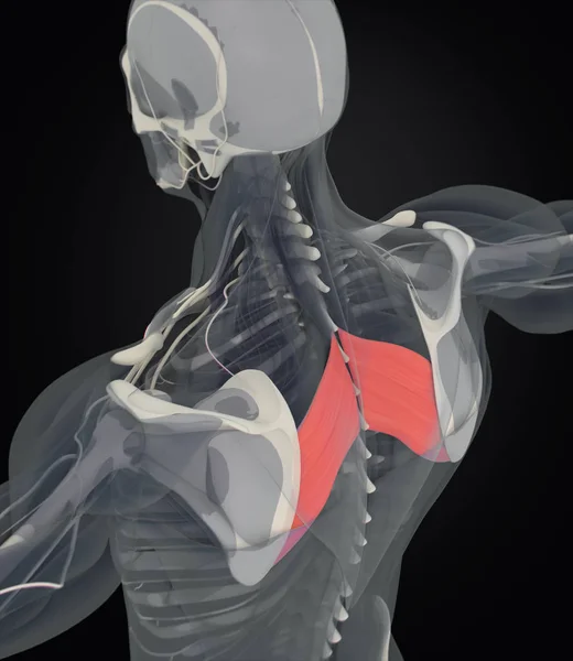 菱形的主要肌肉解剖模型 — 图库照片