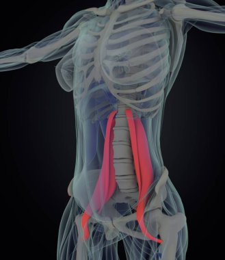 kadın psoas kas anatomisi modeli