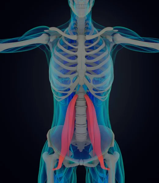 Kobiece psoas mięśni Anatomia modelu — Zdjęcie stockowe