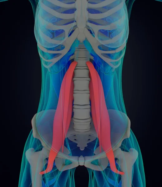 Modelo de anatomía de los músculos psoas femeninos — Foto de Stock
