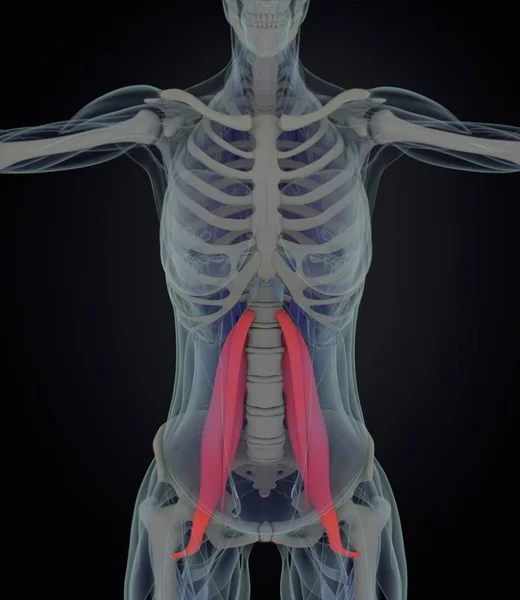 Modelo de anatomia dos músculos psoas femininos — Fotografia de Stock