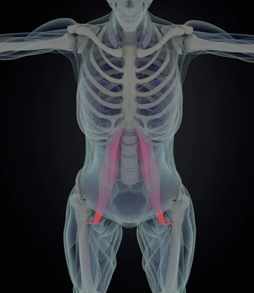 Female psoas muscles anatomy model — Stock Photo, Image