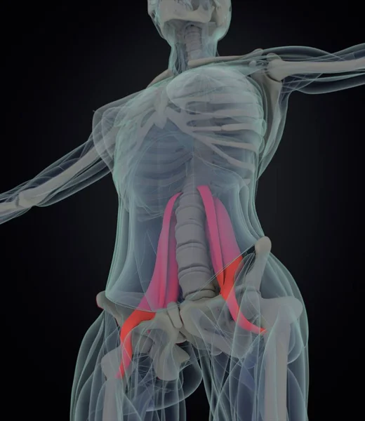 Kvinnliga psoas musklerna anatomi modell — Stockfoto