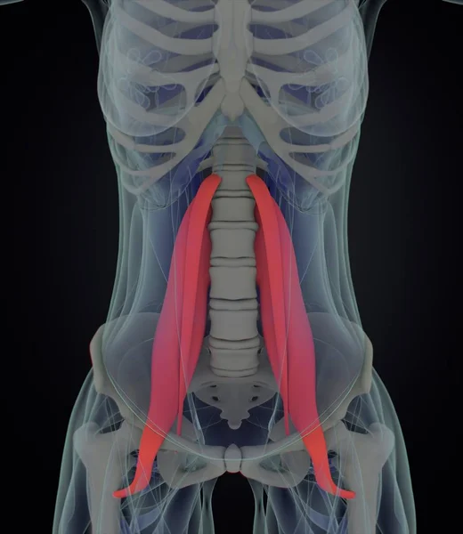 Kobiece psoas mięśni Anatomia modelu — Zdjęcie stockowe