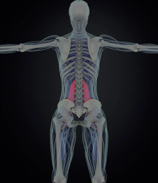Vrouwelijke psoas spieren anatomie model — Stockfoto