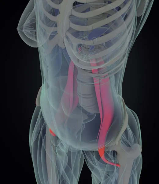 女性的腰大肌肌肉解剖模型 — 图库照片