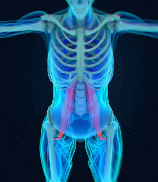 Modelo de anatomia dos músculos psoas femininos — Fotografia de Stock