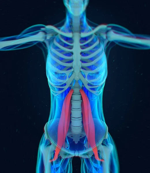 女性的腰大肌肌肉解剖模型 — 图库照片