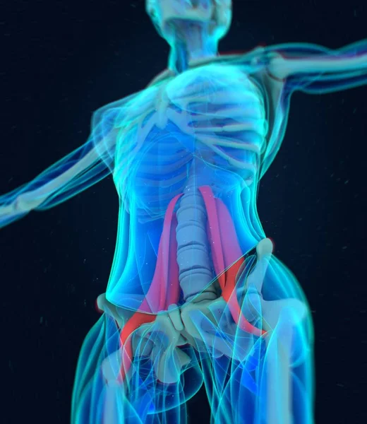 Weibliche Psoas Muskeln Anatomie Modell — Stockfoto