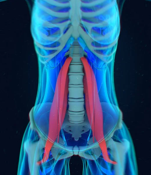 Modelo de anatomia dos músculos psoas femininos — Fotografia de Stock