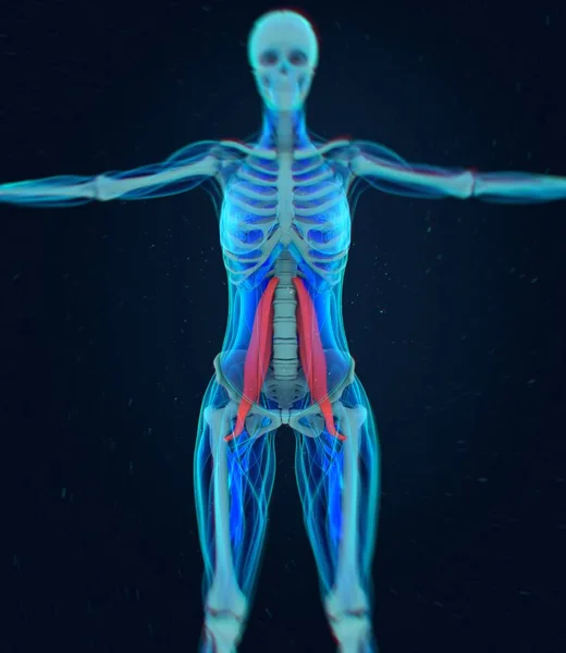 Modelo de anatomía de los músculos psoas femeninos — Foto de Stock