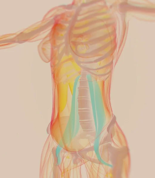 Modelo de anatomía de los músculos psoas femeninos — Foto de Stock