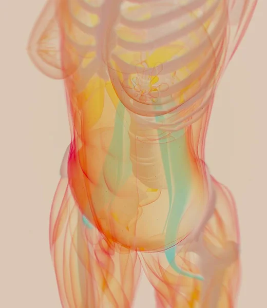Ženské bedrostehenní svaly anatomie model — Stock fotografie