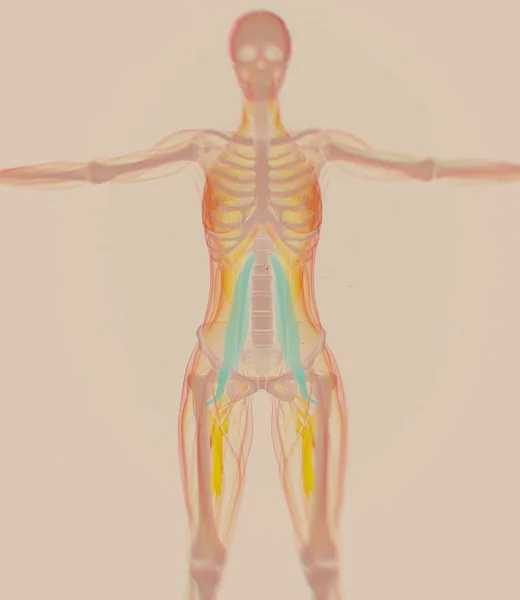 Modelo de anatomia dos músculos psoas femininos — Fotografia de Stock