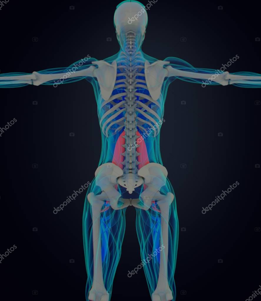 AnatomyInsider
