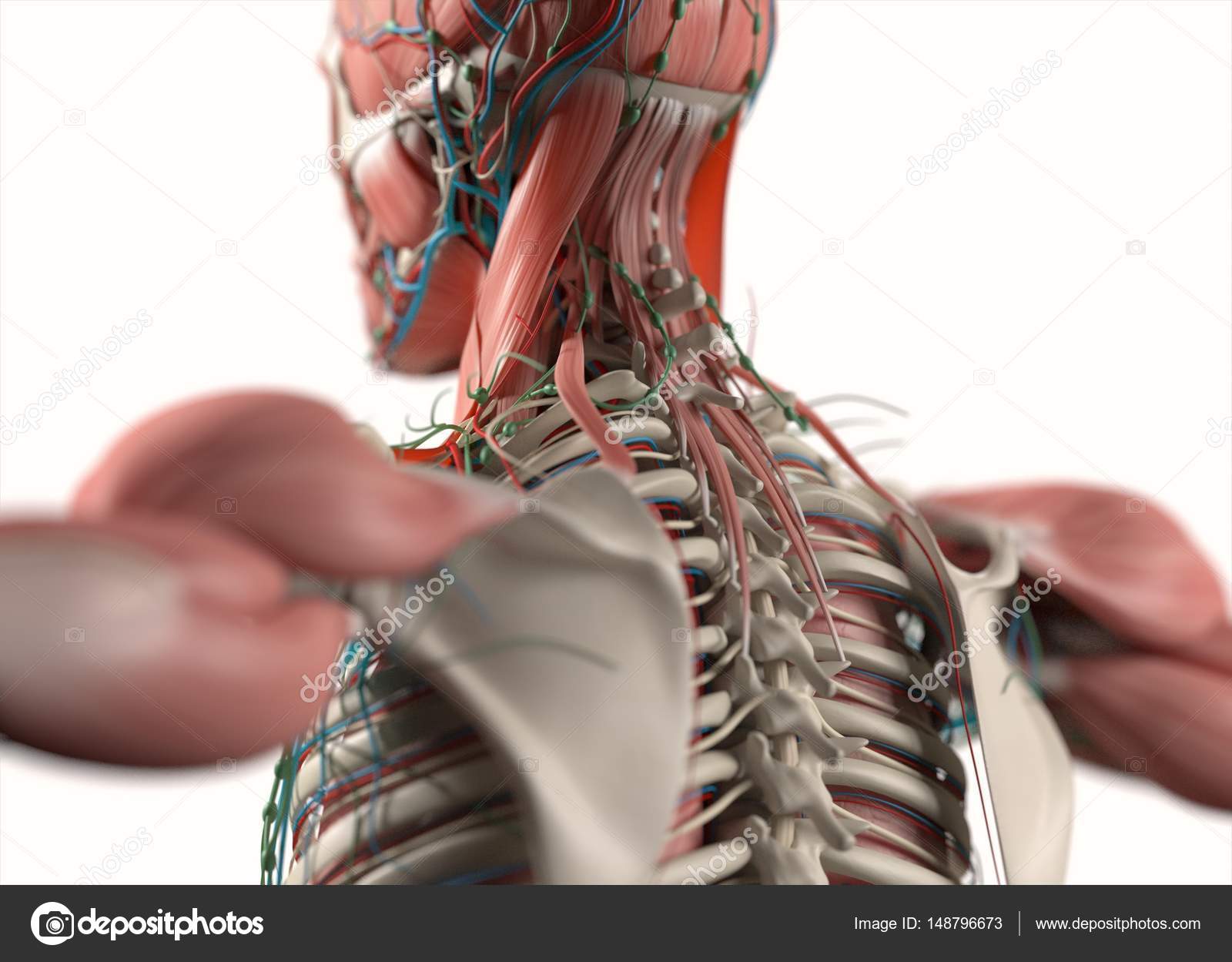 Human back anatomy model Stock Photo by ©AnatomyInsider 148796673
