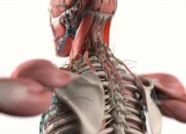 İnsan anatomisi arka modeli