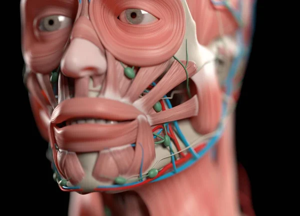 Modèle d'anatomie du visage humain — Photo