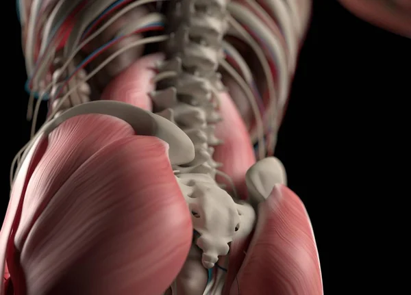 Модель анатомии нижней части спины человека — стоковое фото