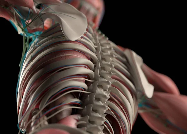 Модель анатомии спины человека — стоковое фото