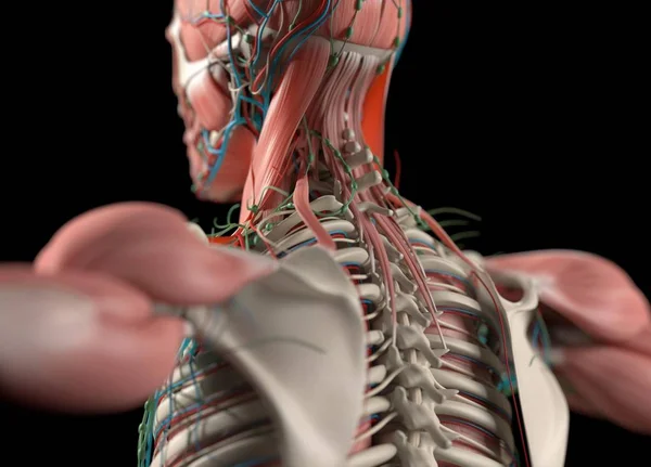 Modello anatomico della schiena umana — Foto Stock