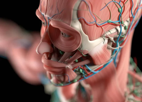 Modelo de anatomía del sistema vascular humano — Foto de Stock