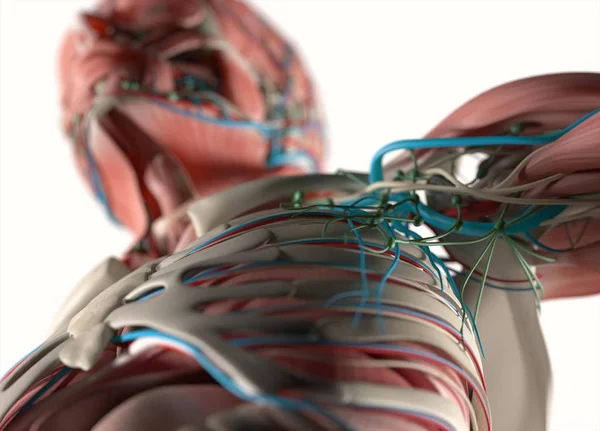 人間の血管系の解剖モデル — ストック写真