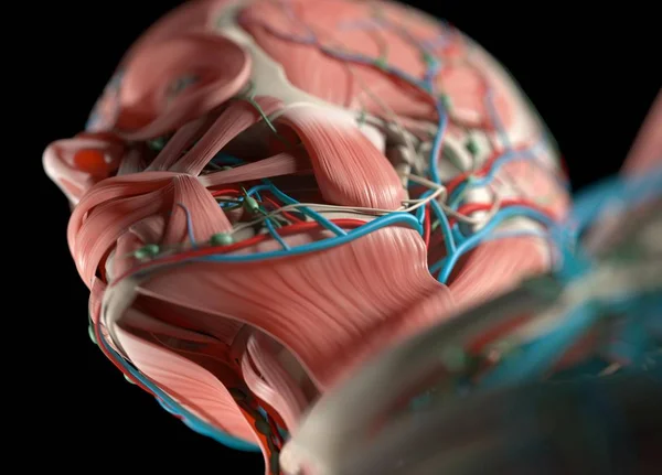 Modelo de anatomía del sistema vascular humano — Foto de Stock