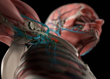 İnsan omuz anatomisi modeli