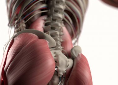 İnsan omurga ve leğen kemiği anatomisi modeli