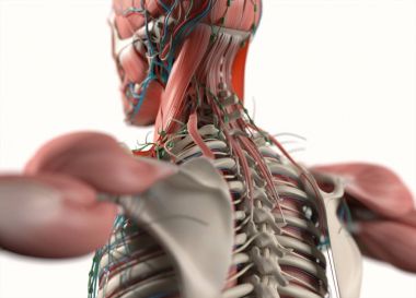 İnsan anatomisi arka modeli