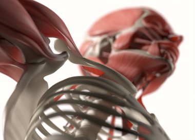 İnsan omuz anatomisi modeli