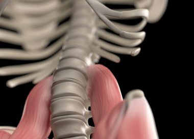 İnsan omurga ve leğen kemiği anatomisi modeli