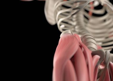İnsan omurga ve leğen kemiği anatomisi modeli