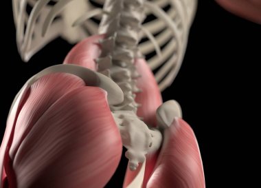 İnsan omurga ve leğen kemiği anatomisi modeli