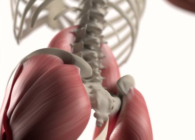 İnsan omurga ve leğen kemiği anatomisi modeli