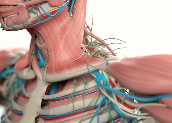 Menselijke schouder anatomie model — Stockfoto